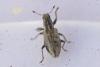 Sitona sp.